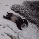 Imagen para el artículo titulado Si quieres empezar mejor el lunes comienza viendo a estos pandas jugando con la nieve